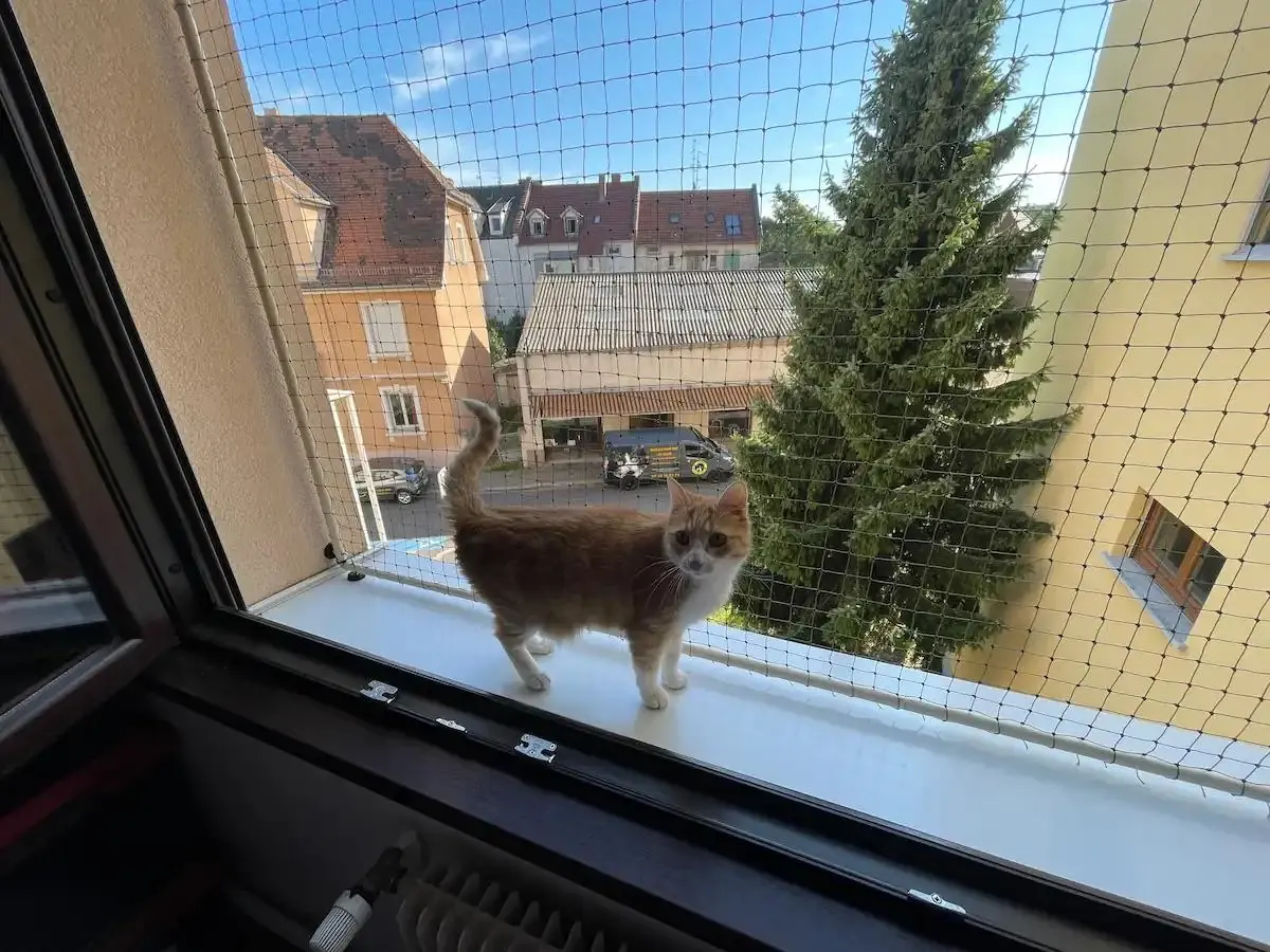 Chat tigré marchant sur le bord d'un balcon en béton avec une vue sur des toits et un ciel bleu clair.