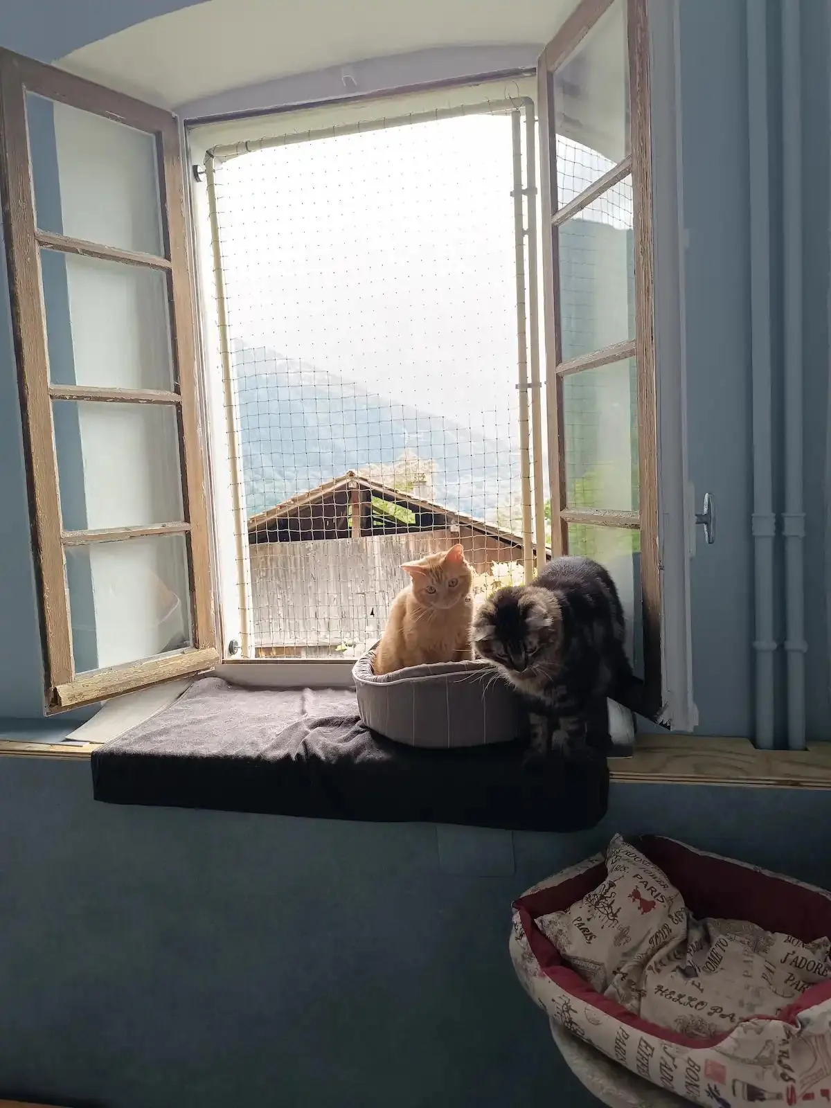 Chat blanc avec une tache noire assis sur une table en bois regardant à travers un filet de protection sur un balcon.
