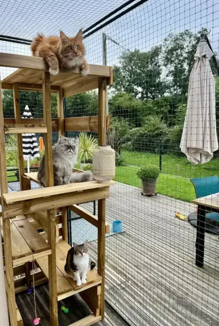 Trois chats assis sur un arbre à chat en bois dans un enclos extérieur avec un jardin et une terrasse en arrière-plan.
