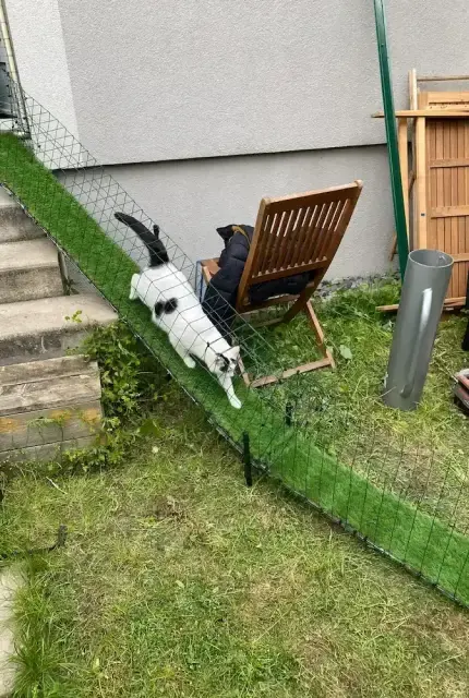 Chat blanc et noir marchant sur une rampe recouverte d'herbe artificielle entourée d'une clôture, avec une chaise en bois et des outils à proximité.