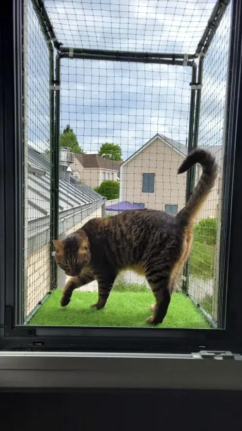 Chat tigré marchant sur le rebord d'une fenêtre sécurisée par un filet